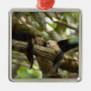 Recherche de singe se reposant Faune