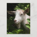 Recherche de photo de chèvre cartes postales Rural