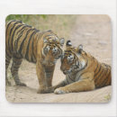 Recherche de tigre royal tapis souris Rajasthan
