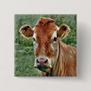 Recherche de vache mignonne badges Bétail