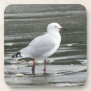 Recherche de oiseaux marins dessous de verres Goéland