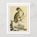 Recherche de perruches cartes postales Faune