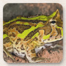 Recherche de crapaud dessous de verres Amphibien