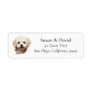Recherche de bichon Chien blanc