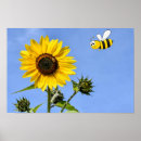 Recherche de pollinisateur art Nature