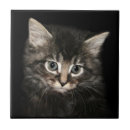 Recherche de chaton carreaux Félin