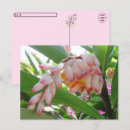 Recherche de fleur gingembre cartes postales Rose