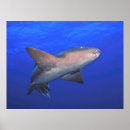 Recherche de ambergris posters Océan