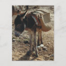 Recherche de mules cartes postales Cheval