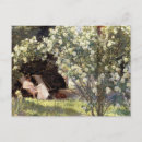 Recherche de rosier cartes postales Jardin