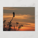 Recherche de aile cartes postales Oiseau