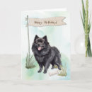 Recherche de schipperke Canine