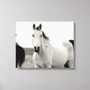 Recherche de cheval noir toiles Ranch