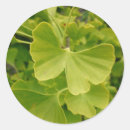 Recherche de ginkgo autocollants Arbre