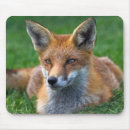 Recherche de renard rouge tapis souris Renards