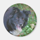 Recherche de border collie magnets Dog