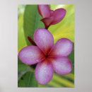 Recherche de plumeria posters Vert