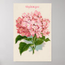 Recherche de hortensias posters Fleurs