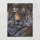 Recherche de tête de tigre cartes postales Animaux sauvages