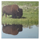 Recherche de bison carreaux Animal