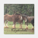 Recherche de chevaux de trait magnets Clydesdale