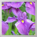 Recherche de purple iris posters Photographie