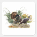 Recherche de dinde sauvage Faune