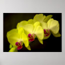 Recherche de orchidee posters Fleurir