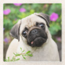 Recherche de chien carlin dessous de verres Mignon