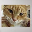 Recherche de chat tigre posters Chatte