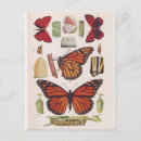 Recherche de cycle de vie cartes postales Papillon monarque