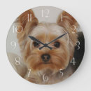 Recherche de yorkshire horloges Chiot