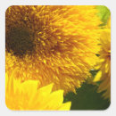 Recherche de tournesols autocollants Tournesol jaune