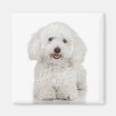 Recherche de bichon magnets Frise de bichon