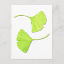 Recherche de ginkgo cartes postales Feuille de ginkgo