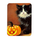 Recherche de chaton magnets Éffrayant