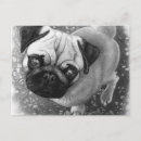 Recherche de chien de carlin de chiot cartes postales Dessin