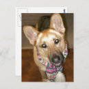 Recherche de berger allemand noir cartes postales Gsd