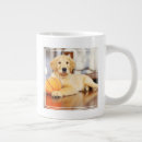 Recherche de golden retrievers tasses Animal de compagnie