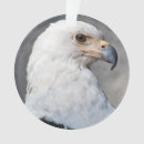 Recherche de emblème photographie Oiseau de proie