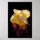 Recherche de translucide posters Fleurs