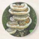 Recherche de champignons dessous de verres Nature