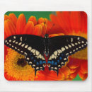 Recherche de papillon jaune et noir tapis souris De près