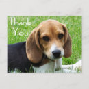 Recherche de chien de beagle cartes postales Chiots beagles