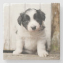 Recherche de chiot border collie de dessous de verres Animal familier