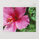 Recherche de ketmie cartes postales Floral