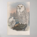 Recherche de snowy owl posters Chouette enneigée