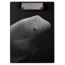 Recherche de poissons photographie Animal