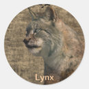 Recherche de lynx autocollants Gros chats