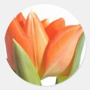 Recherche de tulip autocollants Fleur